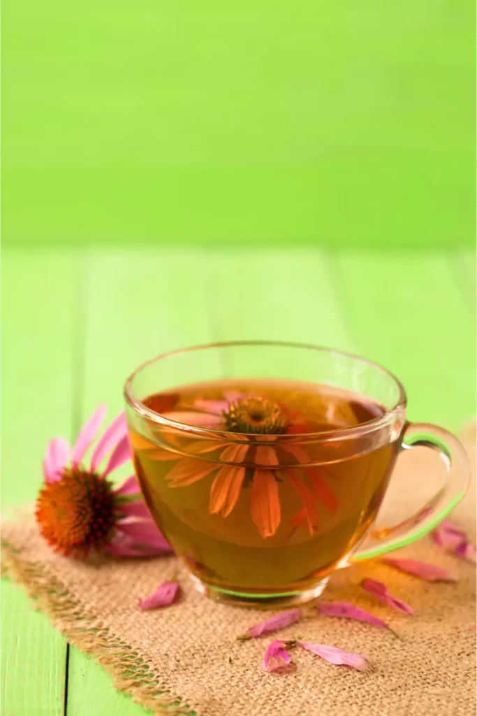 Echinacea Tea