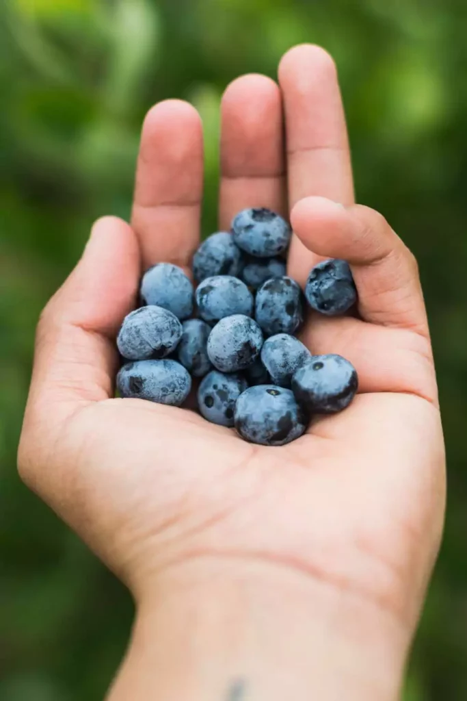 Blueberries: The Tiny Anti-Aging Boost