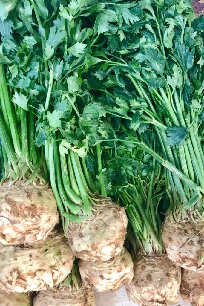 Celery Root (Celeriac)