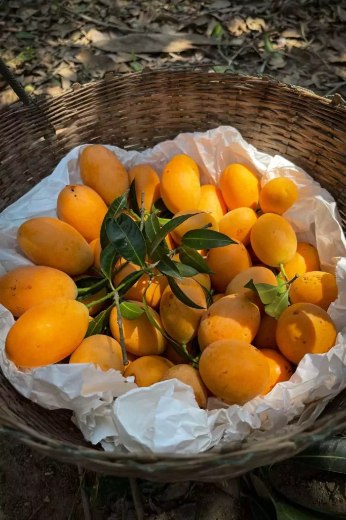 Mangoes: The Golden Glow Maker