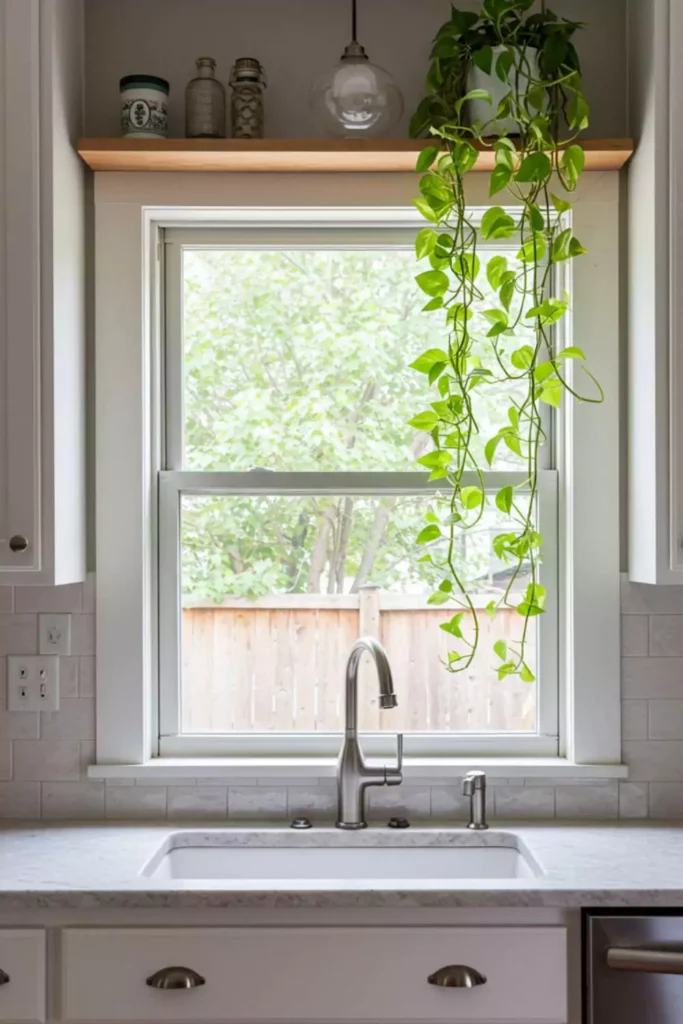 Add a Plant Over Window for Height and Drama