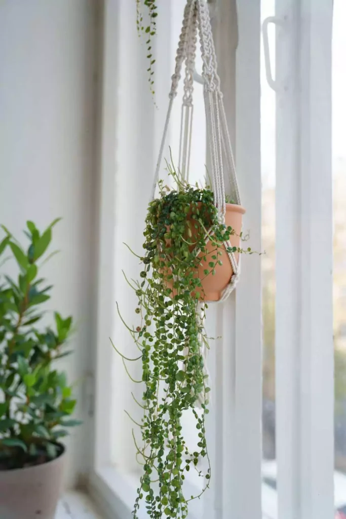Go Green with Hanging Plants Indoor
