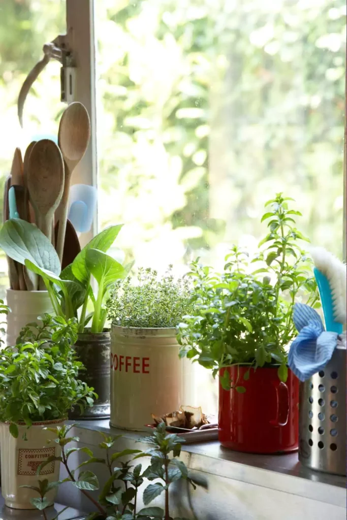 Group Small Plants for a Mini Garden Look