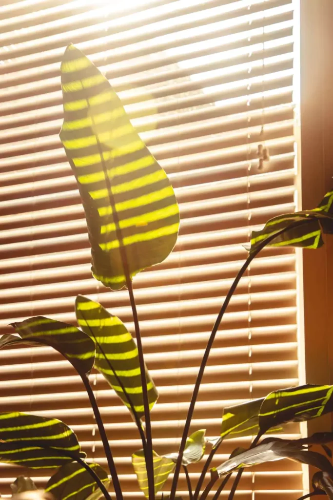 Layer Light with Bamboo or Wooden Blinds